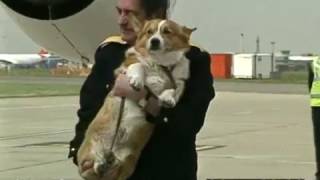 Queen with corgis at Heathrow - timecoded rushes