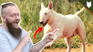 BEST PRODUCTS FOR YOUR BULL TERRIER by Fenrir Bull Terrier Show 7,096 views 3 years ago 11 minutes, 44 seconds