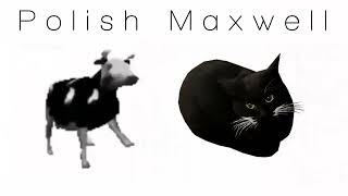 Maxwell The Cat Vs Polish Cow