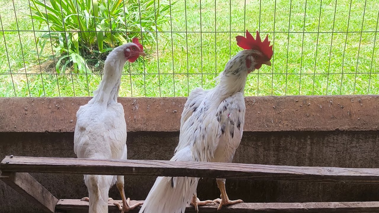 galo bode barbudo branco show 