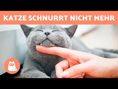 Video: Warum schnurrt meine Katze nicht?