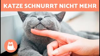 Meine KATZE SCHNURRT NICHT 🐱🐾 (Warum Und Was Zu Tun Ist)