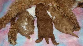 Blue Diamond Leroys Sarah F1b Cavapoo Litter