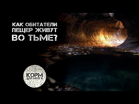 Видео: Какие животные являются случайными обитателями пещер?