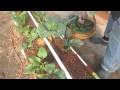 How To Trick Your Plants Into Producing More Food