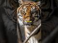 Did You Know That Tigers Have False Eyes On Their Ears Shorts Tigers 