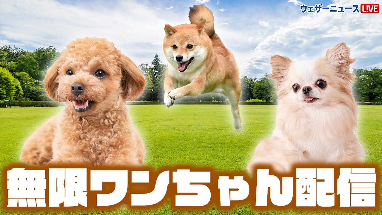 ワンワンの日】無限ワンちゃん動画配信/2024.4.11(木) - YouTube