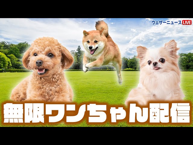 わんちゃん☆ Amazon.co.jp: サンスター ラブラブわんちゃん ダブル削器入両面