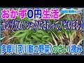 【おかず0円生活】カンゾウめ!シャクにさわってノビルほる♪【野草採り】