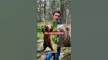 Что делать нельзя при встрече с медведем.