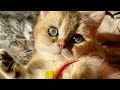 Kai  british shorthair golden cute kitten with amazing green eyes  lux paw cattery