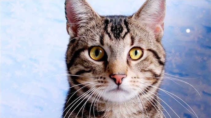 Орыс секс түтігі