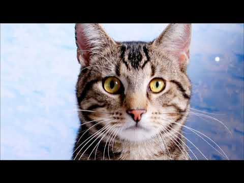 Балашов порно сайты