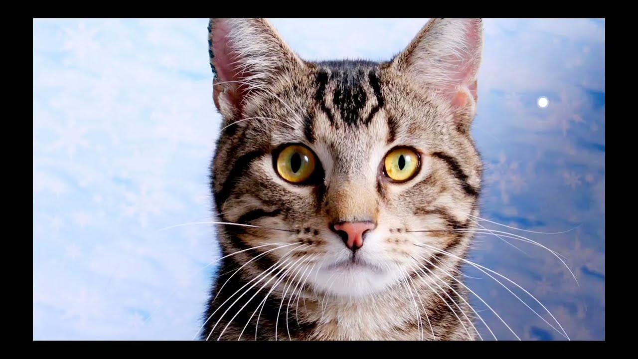 Грузин жалаңаш үй шаруасындағы әйелдер