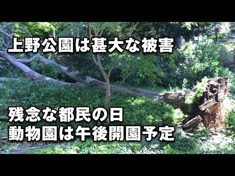 倒木など上野の甚大な被害！せっかくの都民の日が…動物園の開園も遅れる