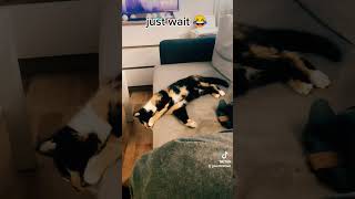 Tri color cat sleeping. Funny rare footage