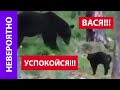 КОТ ПРОГНАЛ МЕДВЕДЯ 😨😱 ВАСЯ, НАМ СТОЛЬКО МЯСА НЕ НАДО!!!