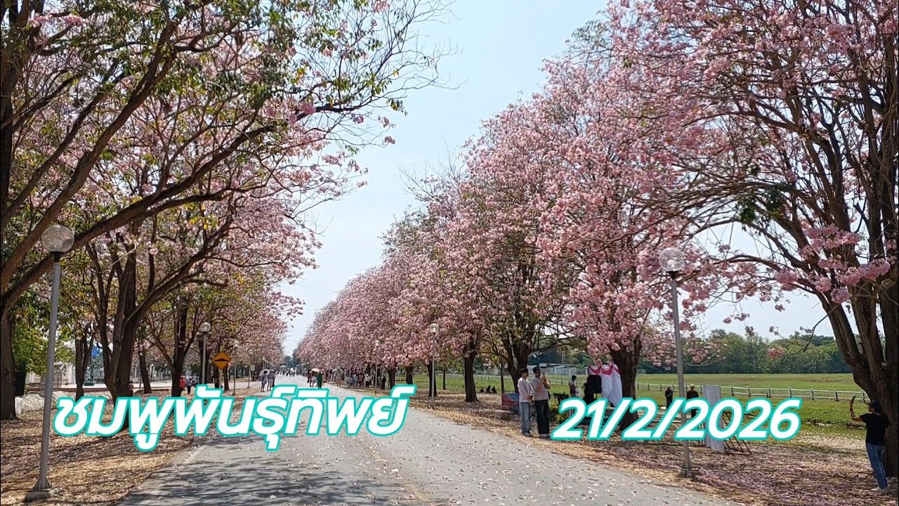 ความสวยงามของ ถนนชมพูพันธุ์ทิพย์ #ม.เกษตรกำแพงแสน #ชมพูพันธุ์ทิพย์ #นครปฐม #thailand 