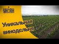 Невероятные уголки Украины: уникальная винодельня в Одесской области