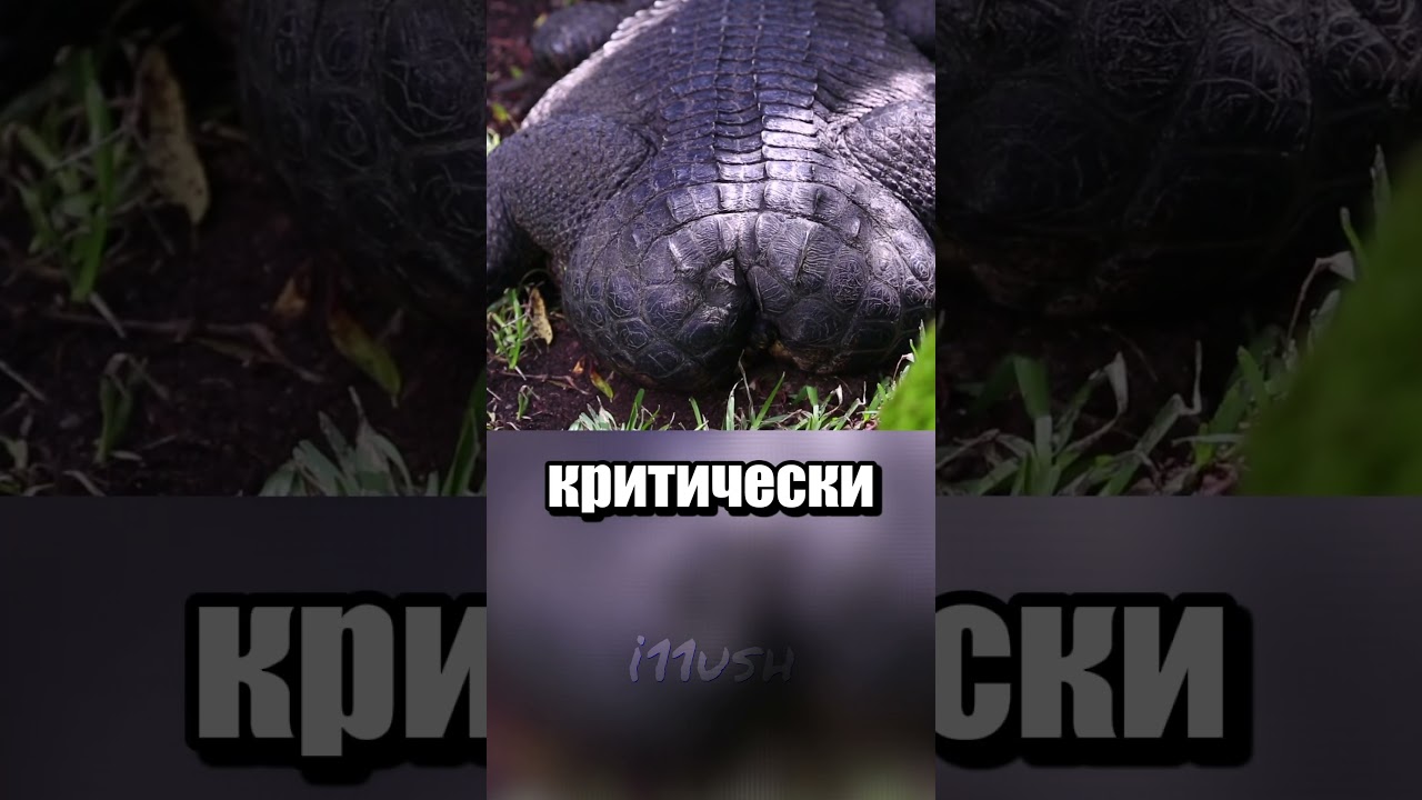 Крокодил без хвоста