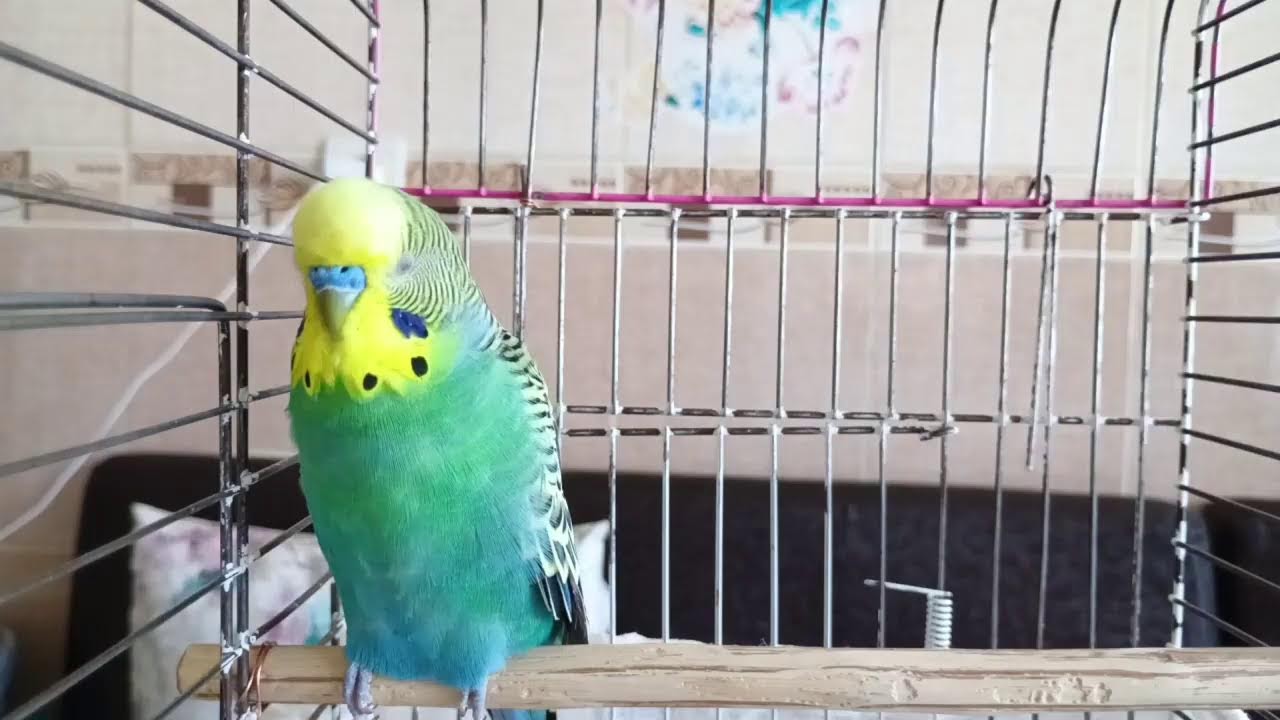 🐦 Live Budgie Sounds for Your Parakeet - Muhabbet Kuşu Sesi , Muhabbet Kuşu Konuşma CANLI YAYIN