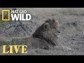 Safari Live - Day 3 | Nat Geo WILD