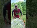 Di larang mengeluh laksanakan saja tugasmu#panen #pertanian #shorts