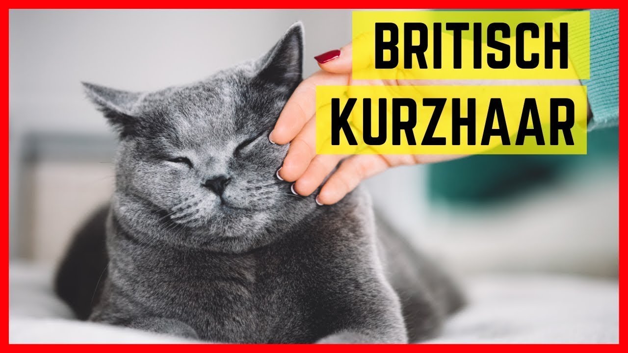 Britisch Kurzhaar Katze Charakter Besonderheiten Der Bkh