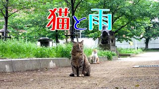 雨天！今朝の公園の猫たちの様子です！😍😻　It is a cat which lives in the park.