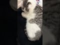 Hopping On The Trend #trending #trendingshorts #shorts #cat #animals