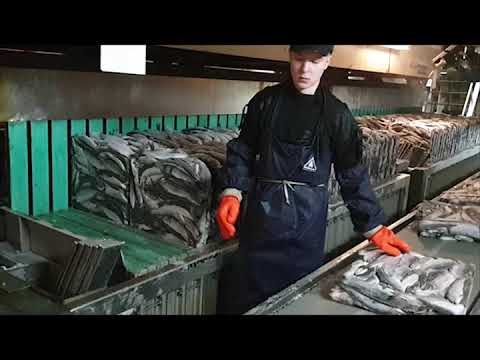 Производство мороженой сельди на ПБ Владивосток 2000