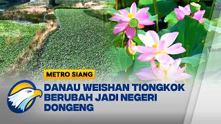 Puluhan Ribu Hektare Bunga Teratai Hiasi Danau Weishan - [Metro Siang]