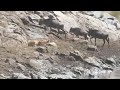 Wildebeests walk next to a lioness hiding in the rocks