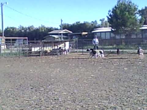 Donna Pettit's Emmy Rottie Sheep Herding Instinct ...