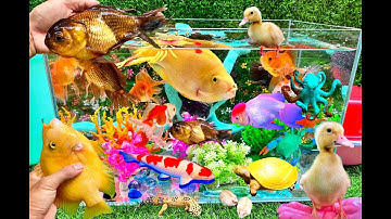 Vịt con Dể thương, Tìm Cá vàng dể thương, Cá chép Koi - Video Động vật dễ thương, Cute animals