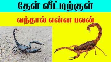 தேள் வீட்டிற்குள் வந்தால் என்ன பலன்| Indian Astrology predictions| karuvandu |T Tamil Technology