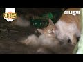 죽은 친구에게 한달 째 자신의 체온을 나눠주는 고양이..ㅣCat Shares Her Warmth To Her Dead Friend For A Month..