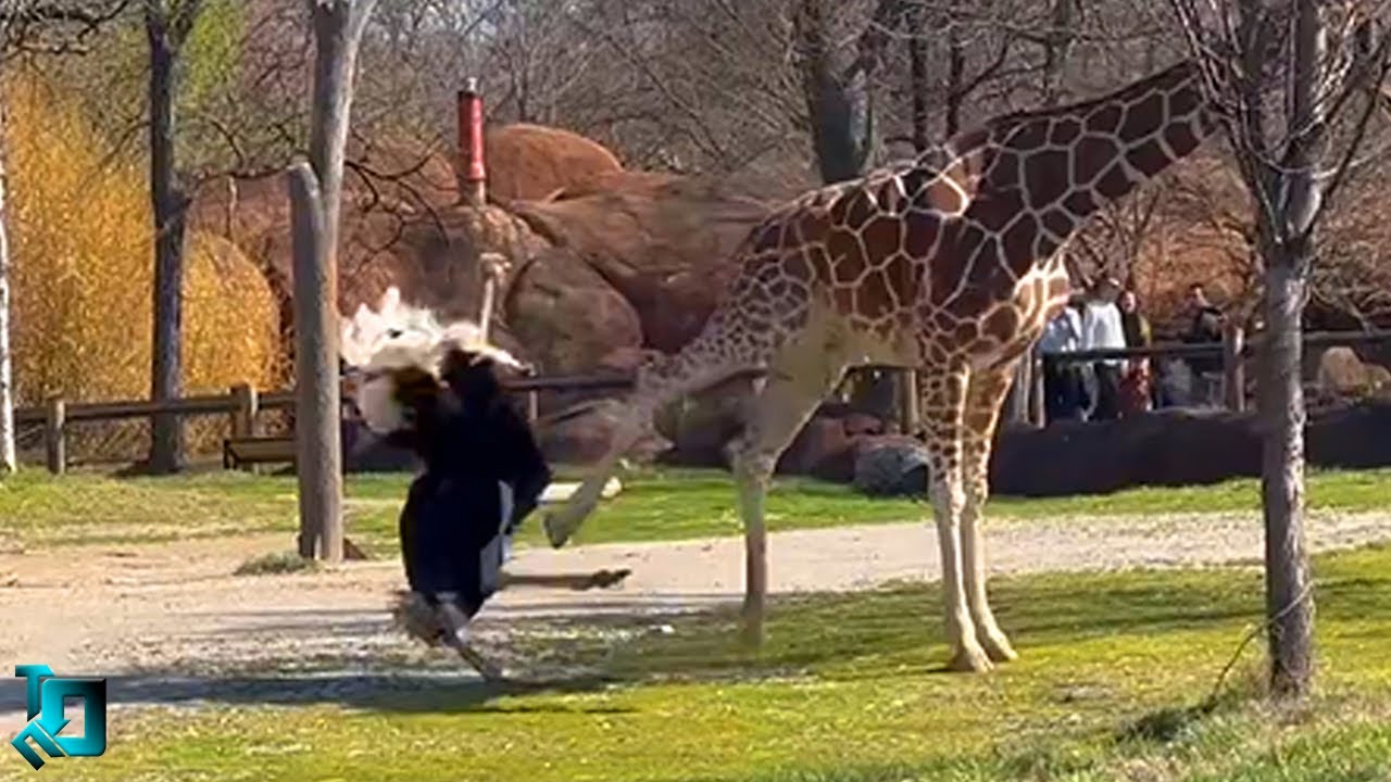 Повезло Заснять на Камеру! Случаи с Животными, в Которые Трудно Поверить!