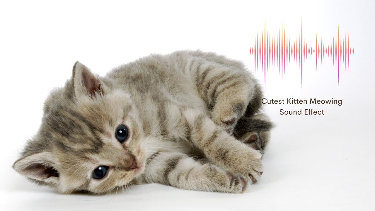 Little Kitten Meowing Sound Effect Cats Love That Sound YouTube