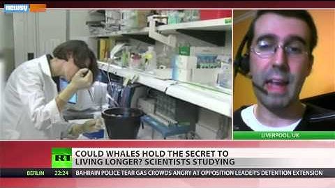 What A 200-Year-Old Whale Is Teaching Scientists About Aging