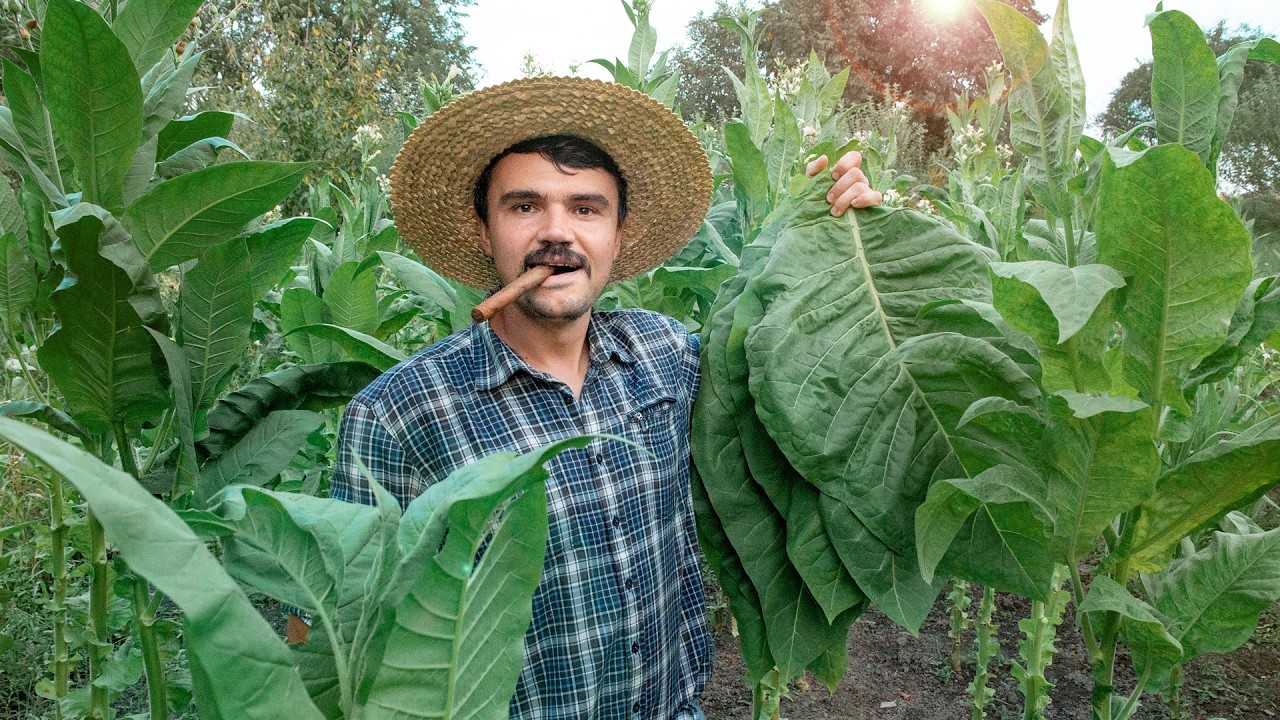 Homegrown Cuban Tobacco: Harvest Day & Leaf Fermentation