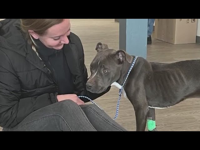 Emaciated Dog Rescued From Frigid Backyard In Nj