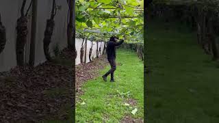 #kiwi#orchard#viral #newzealand