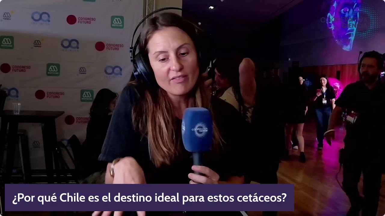 La vida secreta de la ballena azul: lo que su dialecto revela sobre el océano