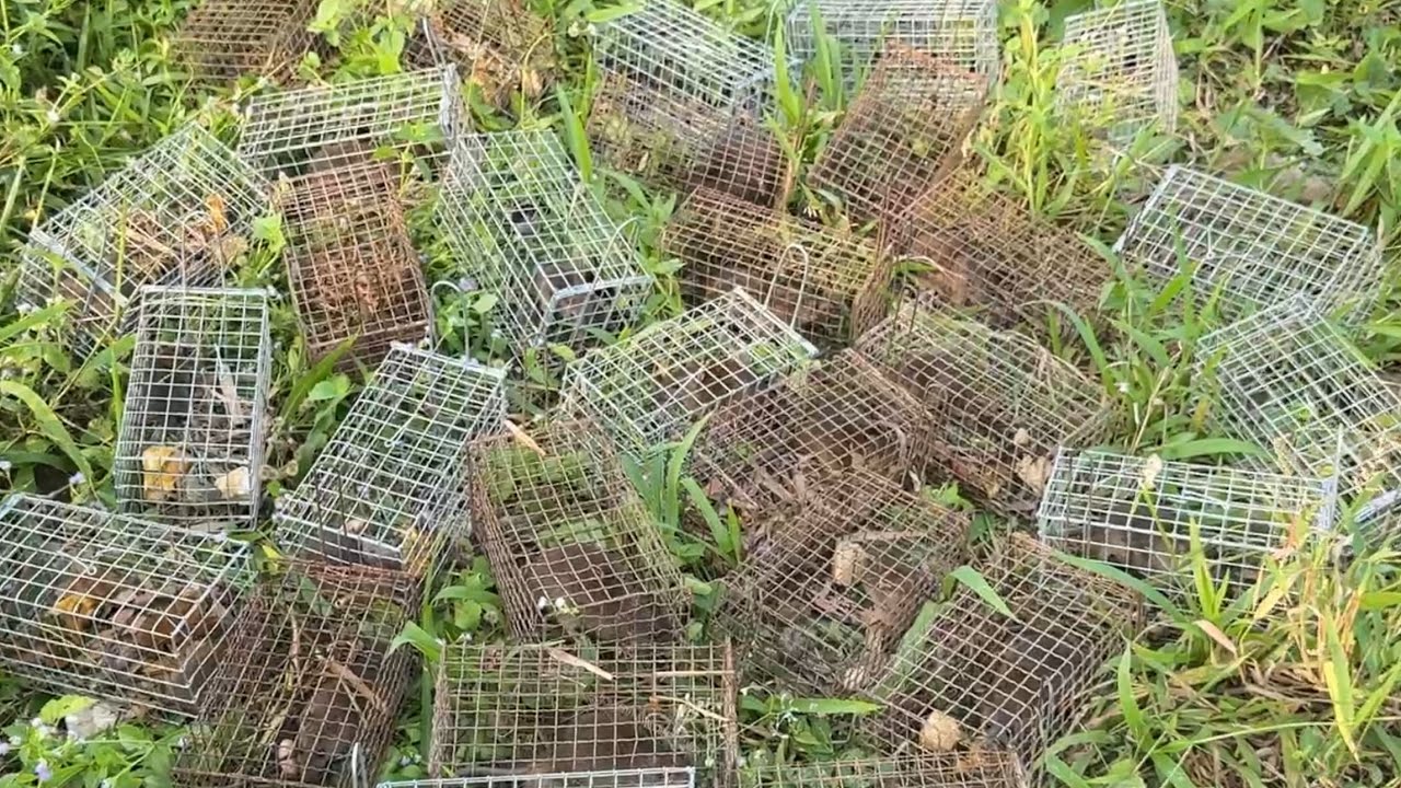 Võ Chí Tâm bẫy chuột bằng mồi mít chín đặt 30 cái dính 24 con phần 183/ Săn bắt Sông Hậu TV 