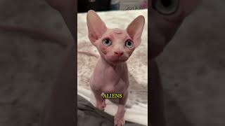 Download Lagu Sphynx: de schattige, haarloze wonderen! 🐱 MP3