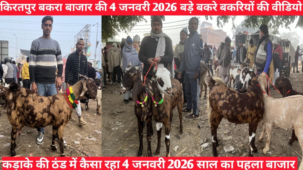 किरतपुर बकरा बाजार की 4 जनवरी 2026 की वीडियो || 4 जनवरी किरतपुर बकरा बाजार की बकरे बकरियों की वीडियो