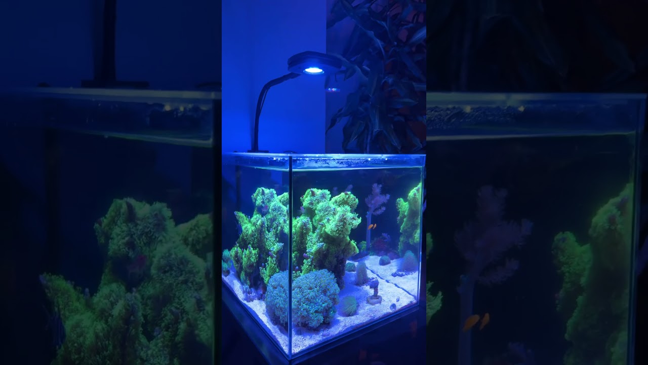 The 25g reef #reef #fish #reeftank #aquarium #saltwater #coral #shorts #fyp