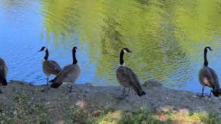 Canadian Geese or local gang