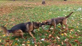 Nemački Ovčar Protiv Belgijskog Ovčara